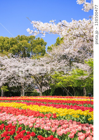 なばなの里 満開の桜とチューリップ なばなの里 満開の桜とチューリップ 138500477