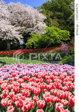 なばなの里　満開の桜とチューリップ 138500479
