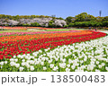 なばなの里　満開の桜とチューリップ 138500483