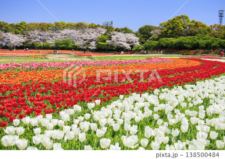 なばなの里　満開の桜とチューリップ 138500484