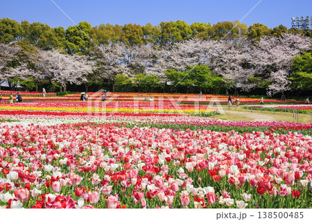 なばなの里　満開の桜とチューリップ 138500485