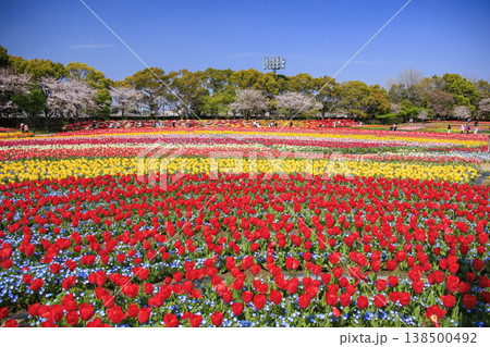 なばなの里　満開の桜とチューリップ 138500492