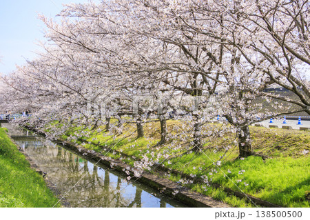 なばなの里 満開の桜とチューリップ なばなの里 満開の桜とチューリップ 138500500