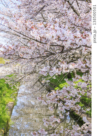 なばなの里　満開の桜とチューリップ 138500501
