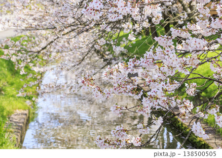 なばなの里 満開の桜とチューリップ なばなの里 満開の桜とチューリップ 138500505