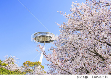 なばなの里 満開の桜とチューリップ なばなの里 満開の桜とチューリップ 138500510