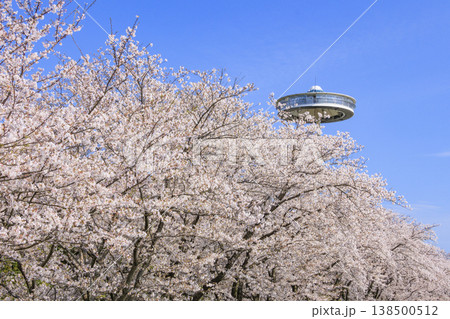 なばなの里 満開の桜とチューリップ なばなの里 満開の桜とチューリップ 138500512