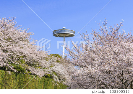 なばなの里 満開の桜とチューリップ なばなの里 満開の桜とチューリップ 138500513