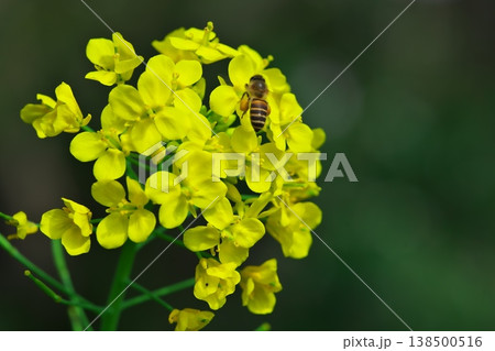 春の三重県津市に咲く菜の花と蜜蜂のクローズアップ 春の三重県津市に咲く菜の花と蜜蜂のクローズアップ 138500516