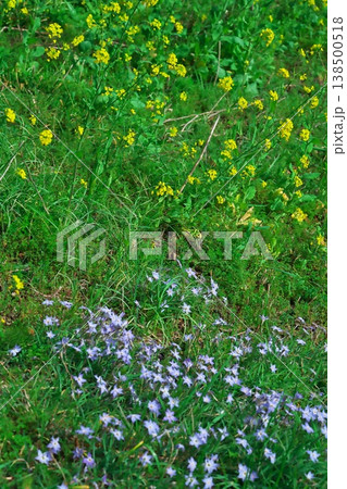 春の三重県津市に咲く菜の花とハナニラ 138500518