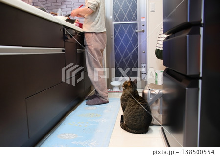 餌を待つ猫 餌を待つ猫 138500554