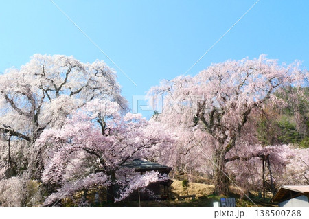 勝間薬師堂の桜 138500788