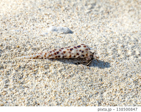 タケノコガイに入ったヤドカリ(沖縄県西表島) タケノコガイに入ったヤドカリ(沖縄県西表島) 138500847