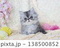 生後50日の子猫 138500852
