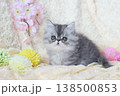 生後50日の子猫 138500853
