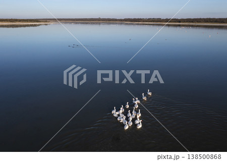 Coscoroba swans in lagoon envirinment, La Pampa Coscoroba swans in lagoon envirinment, La Pampa 138500868