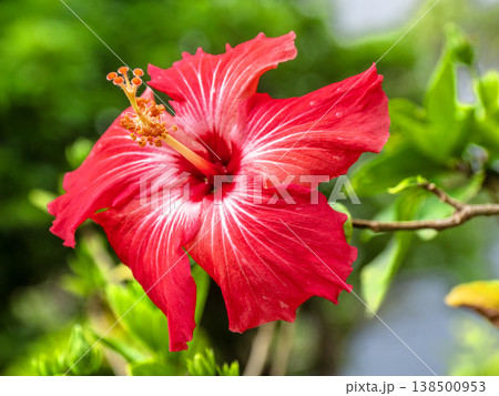 ハイビスカス（沖縄県西表島） 138500953