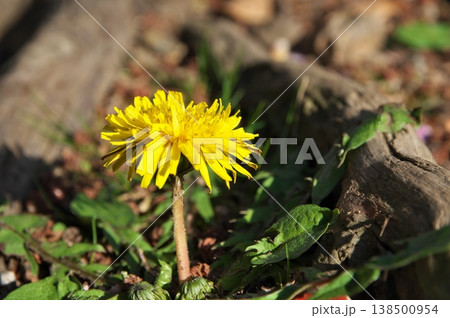 春を告げるタンポポ 138500954