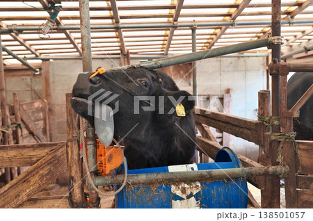 舌を出す牛 138501057