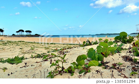 夏、沖縄の青空と砂浜に自生する海浜植物の風景 夏、沖縄の青空と砂浜に自生する海浜植物の風景 138501294