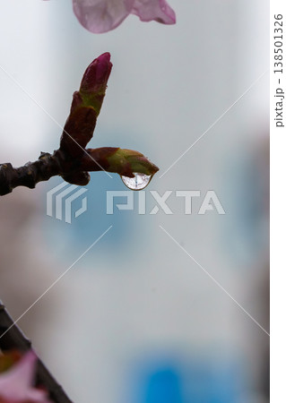 雨に濡れた桜の蕾 雨に濡れた桜の蕾 138501326