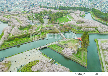 【函館・五稜郭】五稜郭公園の満開の桜 138501339