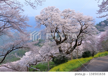 花盛りのひょうたん桜 高知県仁淀川町 花盛りのひょうたん桜 高知県仁淀川町 138501638
