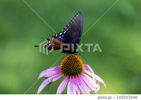 Spicebush Swallowtail Butterfly on a Coneflower, Ohio Spicebush Swallowtail Butterfly on a Coneflower, Ohio 138501646