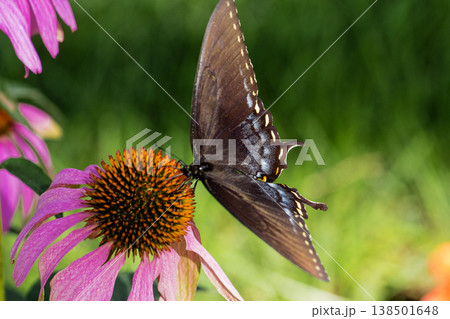 Spicebush Swallowtail Butterfly on a Coneflower, Ohio Spicebush Swallowtail Butterfly on a Coneflower, Ohio 138501648