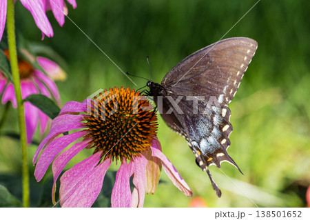 Spicebush Swallowtail Butterfly on a Coneflower, Ohio 138501652