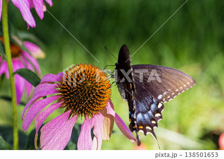 Spicebush Swallowtail Butterfly on a Coneflower, Ohio Spicebush Swallowtail Butterfly on a Coneflower, Ohio 138501653