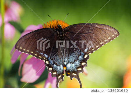 Spicebush Swallowtail Butterfly on a Coneflower, Ohio 138501659