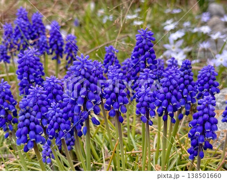 春の日差しを浴びて咲くムスカリの花 春の日差しを浴びて咲くムスカリの花 138501660