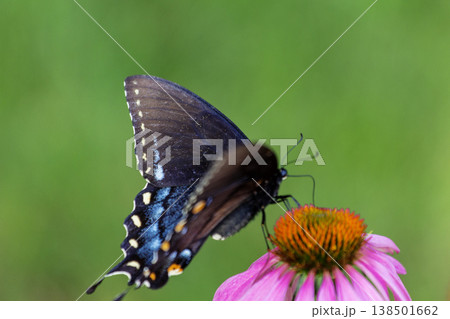 Spicebush Swallowtail Butterfly on a Coneflower, Ohio Spicebush Swallowtail Butterfly on a Coneflower, Ohio 138501662