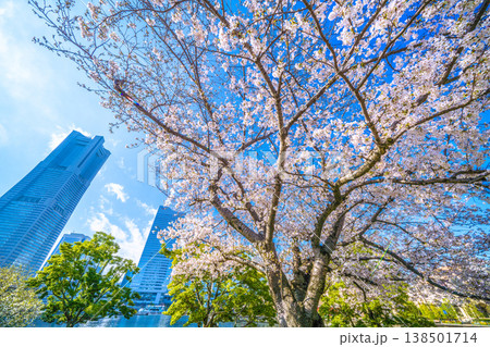 日本の横浜都市景観リニューアルされた汽車道から満開の桜を望む…ボードウォーク改修工事。新時代へ 日本の横浜都市景観リニューアルされた汽車道から満開の桜を望む…ボードウォーク改修工事。新時代へ 138501714
