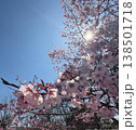桜の花と太陽の光 138501718