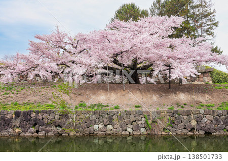 【函館・五稜郭】五稜郭公園の満開の桜 138501733