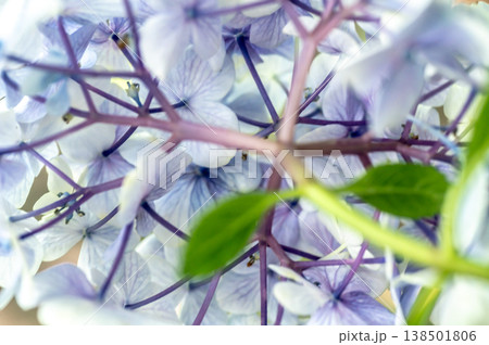 紫陽花の裏側 紫陽花の裏側 138501806