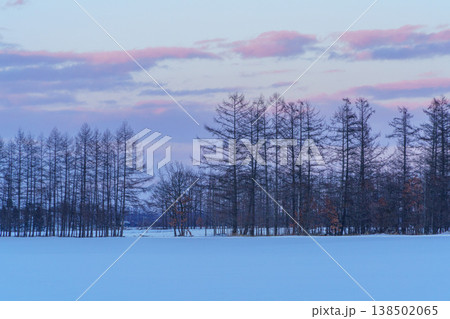 十勝の雪原と防風林 北海道の農業景観 138502065