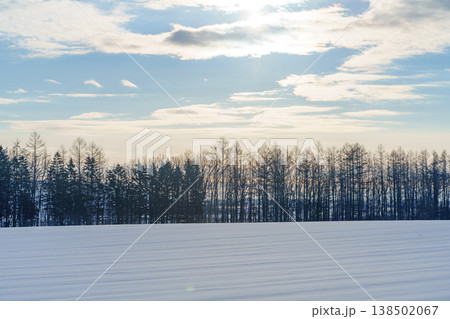 十勝の雪原と防風林 北海道の農業景観 138502067