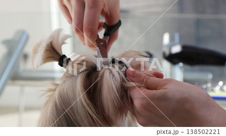 Shih Tzu dog grooming, close-up eye trimming Shih Tzu dog grooming, close-up eye trimming 138502221