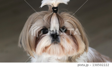 A beautiful Shih Tzu dog before grooming A beautiful Shih Tzu dog before grooming 138502222