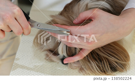 The girl gathers her hair into a ponytail and trims it for grooming The girl gathers her hair into a ponytail and trims it for grooming 138502224