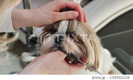 Shih Tzu dog grooming, close-up eye trimming Shih Tzu dog grooming, close-up eye trimming 138502226