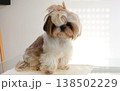 A beautiful, cute Shih Tzu with overgrown hair before a haircut 138502229
