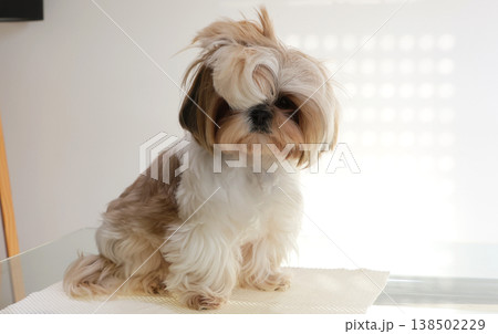 A beautiful, cute Shih Tzu with overgrown hair before a haircut A beautiful, cute Shih Tzu with overgrown hair before a haircut 138502229