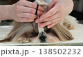 The girl gathers her hair into a ponytail and trims it for grooming 138502232