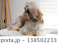 A beautiful, cute Shih Tzu with overgrown hair before a haircut 138502233