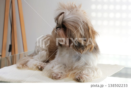 A beautiful, cute Shih Tzu with overgrown hair before a haircut 138502233