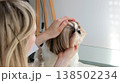 A girl combs and tidies up the beautiful face of a Shih Tzu dog. 138502234